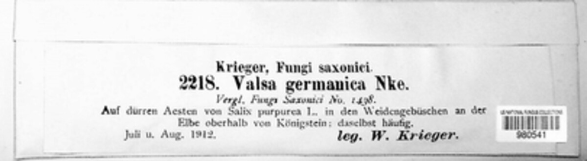 Valsa germanica image
